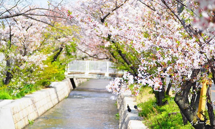 桜並木