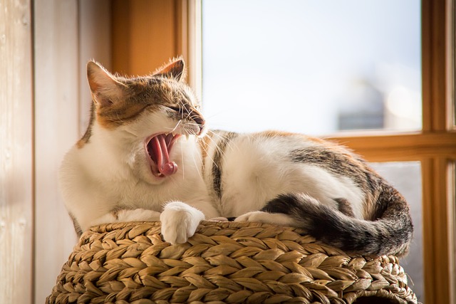 猫と暮らす家